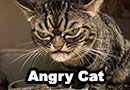 Angry Cat is the New Grumpy Cat