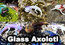 Glass Axolotl Sculptures