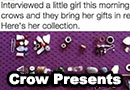 Story About Crows That Bring a Gifts to a Girl