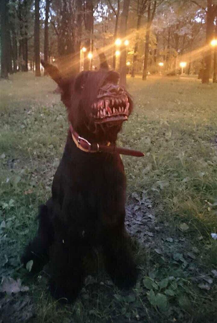 Werewolf Muzzle for Walking Your Dog in the Woods